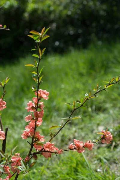 Flor Del Árbol Florecen Hermosas Flores Temporada Primavera —  Fotos de Stock