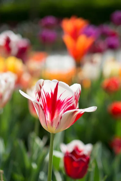 Herausragende Bunte Tulpenblüte Frühlingsgarten — Stockfoto