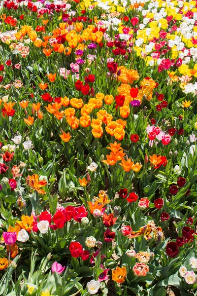 Çiçek Arkaplanı Olarak Çiçek Açan Renkli Lale Çiçekleri — Stok fotoğraf
