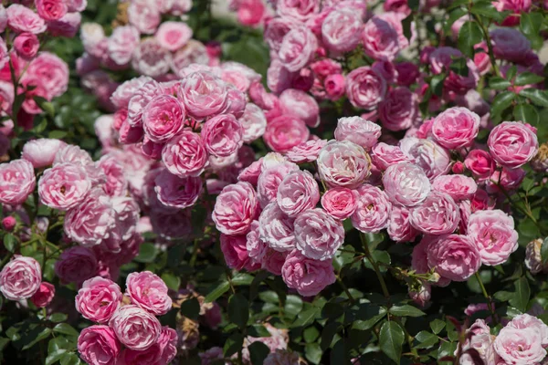 Blühende Schöne Bunte Rosen Als Floraler Hintergrund — Stockfoto