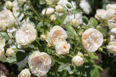 Bahçenin arka planında çiçek açan güzel renkli güller.