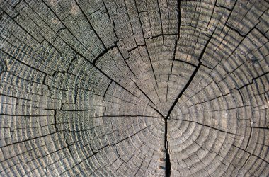 Arkaplan olarak doğal desenli ahşap doku