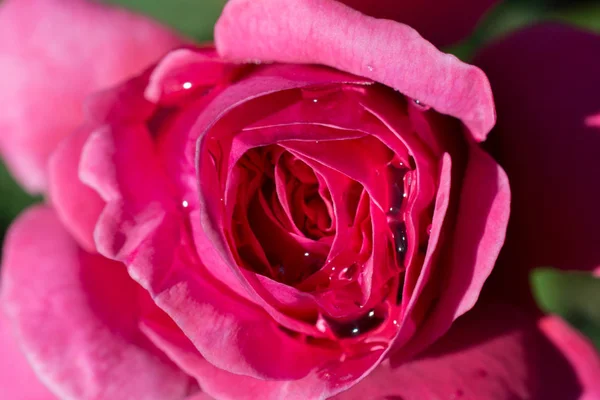 Hermosos Pétalos Rosa Colores Con Gotas Agua —  Fotos de Stock
