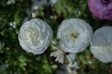 Bahar bahçesinde renkli lale çiçekleri açar.