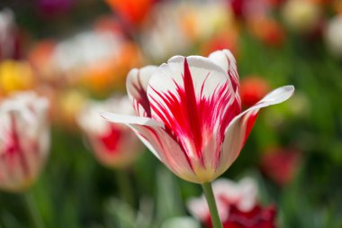 Bahar bahçesinde renkli lale çiçekleri açıyor.