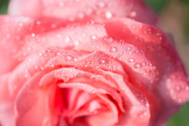 Çiçek açan güzel renkli gül yaprakları üzerinde su damlaları