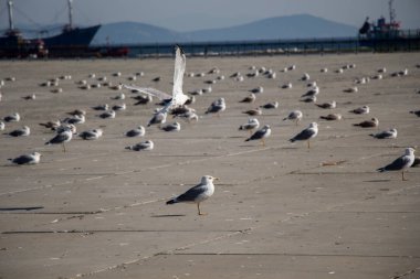Martılar beton zeminde dinleniyorlar.