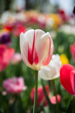 Bahar bahçesinde renkli lale çiçekleri açıyor.