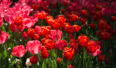 Bahar bahçesinde renkli lale çiçekleri açar.