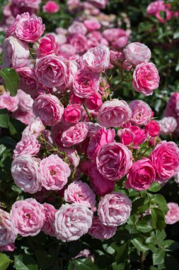 Bahar bahçesinde çiçek açan güzel güller