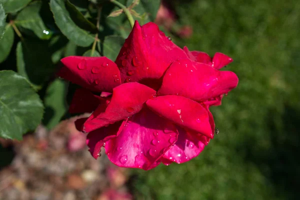Virágzó Gyönyörű Színes Rózsa Vízcseppek Szirmok — Stock Fotó