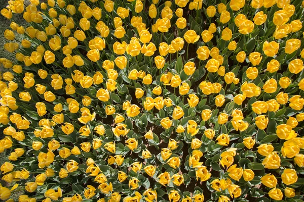Bloeiende Kleurrijke Tulp Bloemen Tuin Als Bloemen Achtergrond — Stockfoto