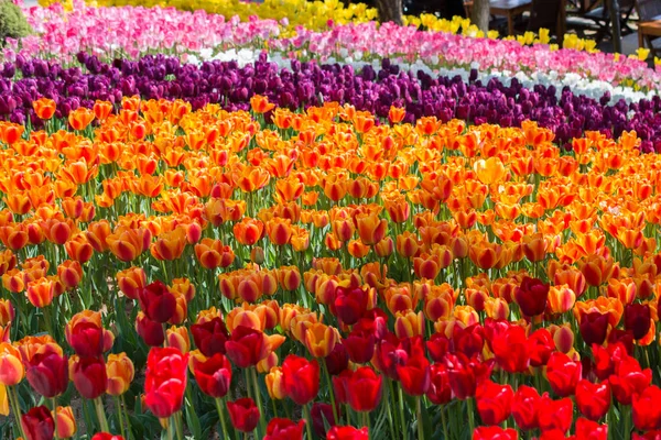 Flores Tulipa Coloridas Florescem Jardim Primavera — Fotografia de Stock