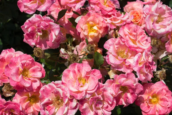 Florecientes Hermosas Rosas Colores Como Fondo Floral — Foto de Stock