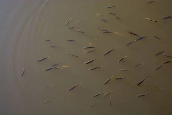 Fische Hülle Und Fülle Schlammigen Wasser — Stockfoto