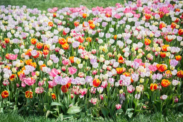 Blühende Schöne Bunte Naturblumen Blick — Stockfoto