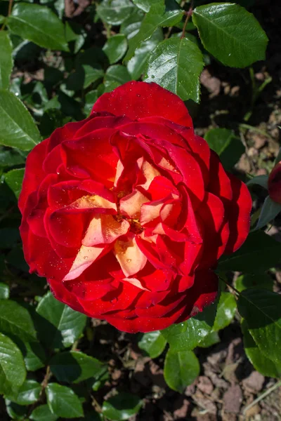 Bloeiende Mooie Kleurrijke Roos Tuin Natuur Achtergrond — Stockfoto