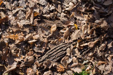 Sonbahar mevsiminin yapraklı desenli arka planı