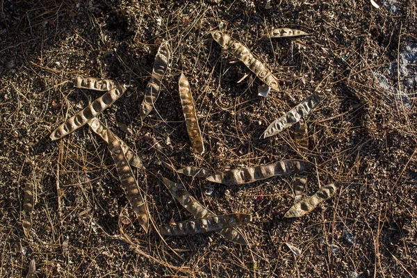 Getextureerde Achtergrond Van Herfst Seizoen Met Bladeren — Stockfoto