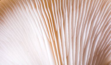 İstiridye mantarı ya da Pleurotus ostreatus kolayca ekilmiş mantar.