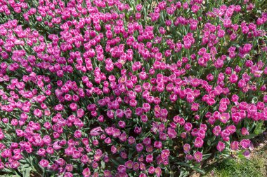 Çiçek arkaplanı olarak çiçek açan renkli lale çiçekleri