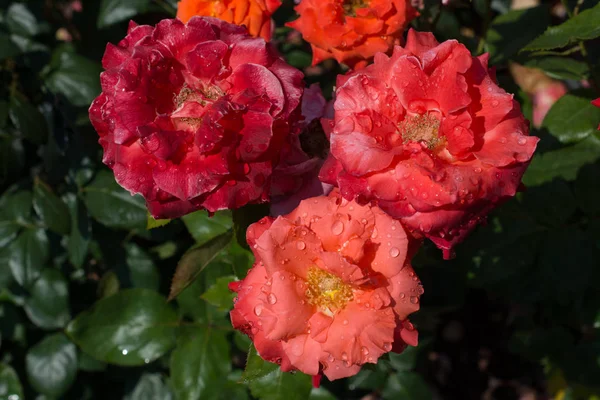 Цветущая Красивая Красочная Роза Каплями Воды Лепестках — стоковое фото