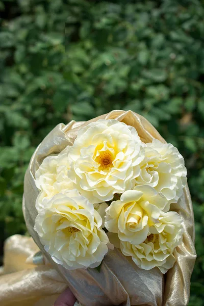 Blühender Schöner Rosenstrauß Frühlingsgarten — Stockfoto