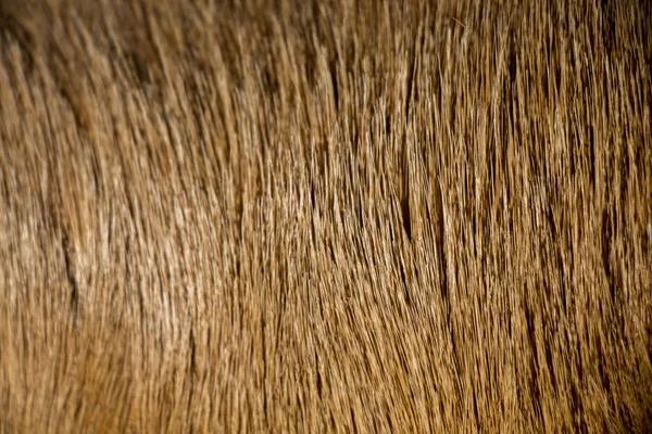 背景の質感として装飾的な動物の毛皮 — ストック写真