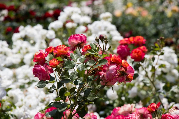 Zbliżenie Kwitnącego Krzewu Róży — Zdjęcie stockowe