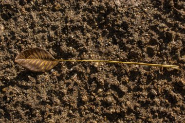 Sonbahar zamanlarının ayrı bir kuru yaprağı.
