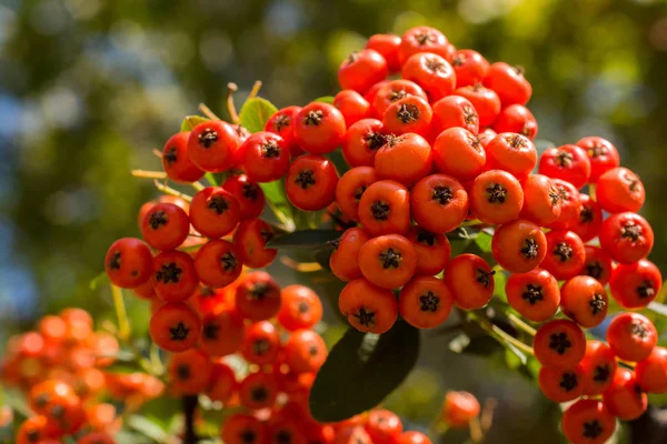 Wilde Früchte Baum Der Natur Gefunden — Stockfoto