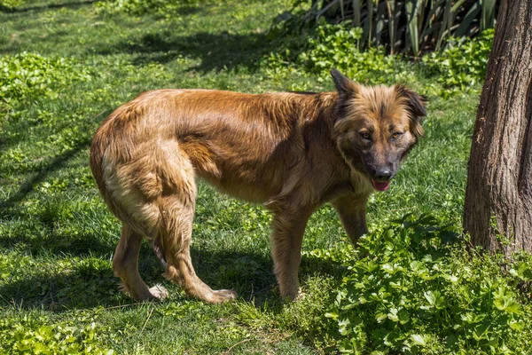 Άστεγο Αδέσποτο Σκυλί Είναι Στο Δρόμο Μοναχική Έννοια — Φωτογραφία Αρχείου