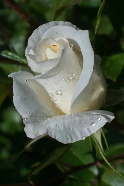 Ανθίζοντας Όμορφο Πολύχρωμο Τριαντάφυλλο Μπουμπούκι Στον Κήπο Φόντο — Φωτογραφία Αρχείου