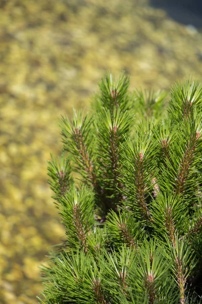 Part Green Pine Tree Closeup — Stock Photo, Image
