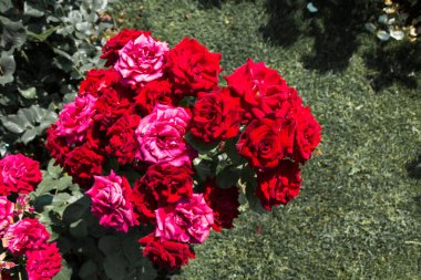 Çiçek açan gül çalılarının yakınına