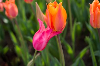 İlkbaharda doğada çeşitli renklerde laleler