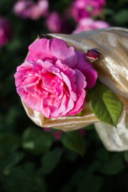 En iyi renkli gül çiçek çiçekler bahar bahçe içinde