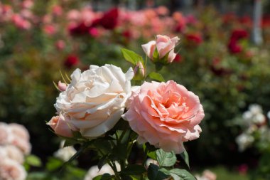 Bahçenin arka planında çiçek açan iki renkli gül