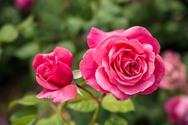 Kiemelkedő Színes Rózsa Virágok Nyílnak Tavaszi Kertben — Stock Fotó