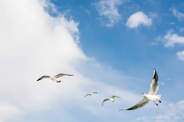 Mouettes Volant Dans Ciel — Photo