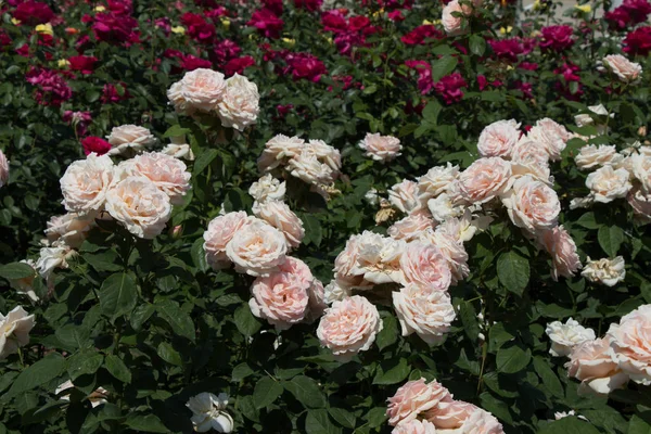 Farbenprächtige Rosenblüten Blühen Frühlingsgarten — Stockfoto