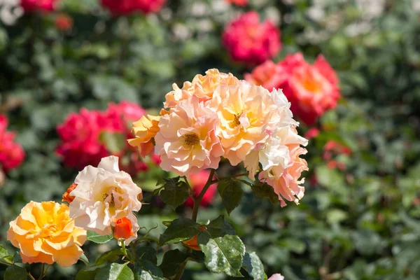 Квітуча Красива Букет Троянд Весняному Саду — стокове фото