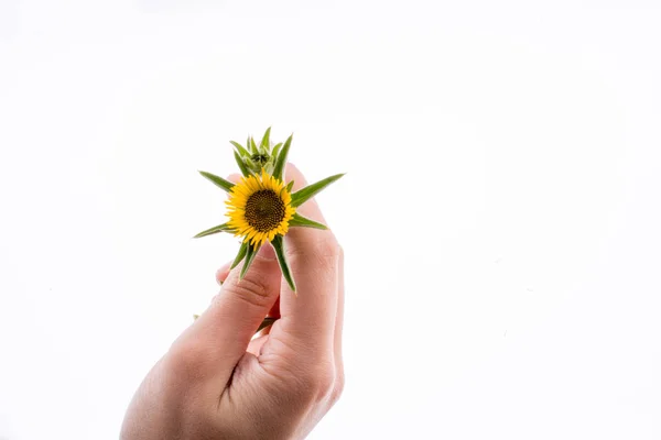 Рука Тримає Жовтий Соняшник Білому Тлі — стокове фото