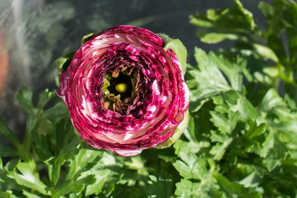 Blooming beautiful colorful natural flower in view