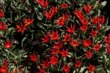 Kırmızı laleler baharda bahçede açar