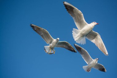 Bir çift martı gökyüzünde mavi bir zemin üzerinde uçuyor.