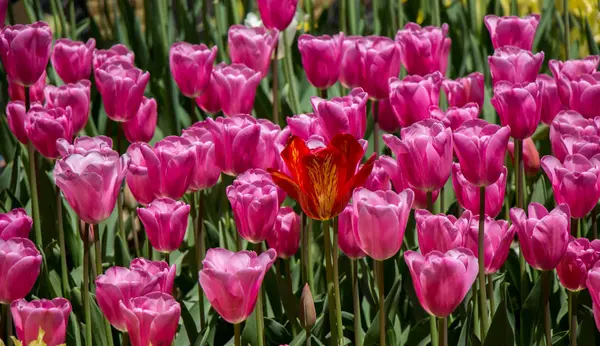 Barevné Tulipánové Květy Kvetou Jarní Zahradě — Stock fotografie