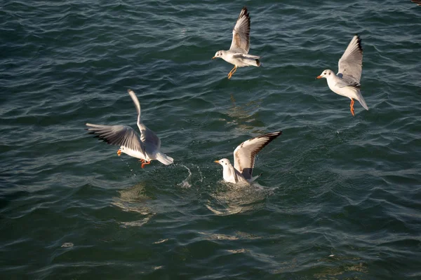 Чайки Летают Небе Над Морской Водой — стоковое фото