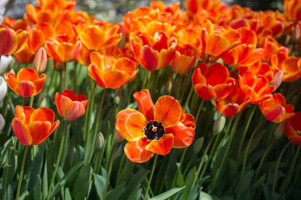 Bunte Tulpenblumen Blühen Frühlingsgarten — Stockfoto