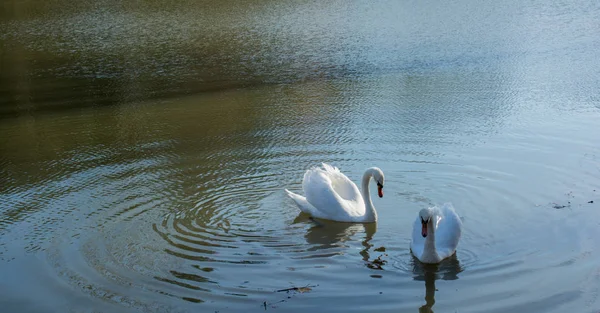 Los Cisnes Solitarios Viven Entorno Natural —  Fotos de Stock